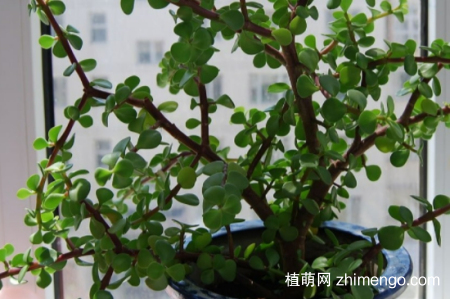 金枝玉叶夏天的养殖方法和注意事项