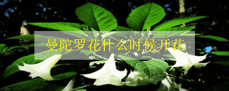曼陀罗什么时候开花 花期是什么时候