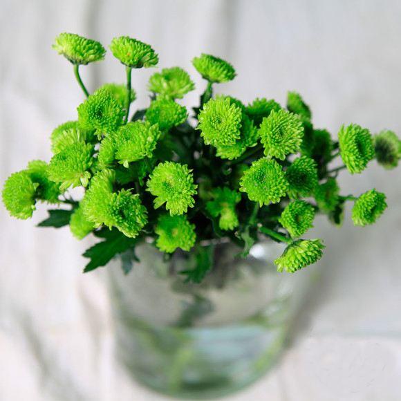 盆栽小雏菊怎么打理？小雏菊怎么繁殖？