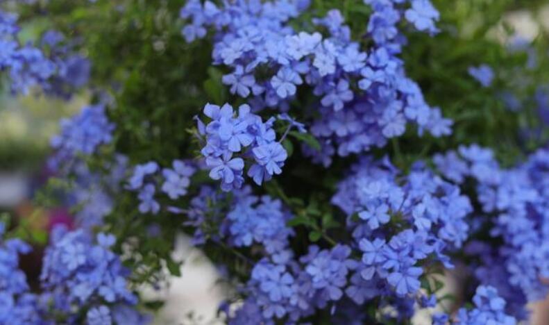 蓝雪花的花期是几月份？蓝雪花花期怎么养护？