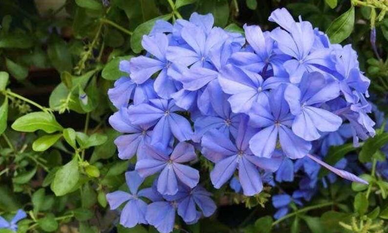 蓝雪花的花期是几月份？蓝雪花花期怎么养护？