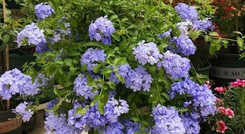 蓝雪花的花期是几月份？蓝雪花花期怎么养护？