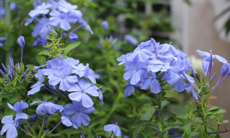 蓝雪花什么时候开花？