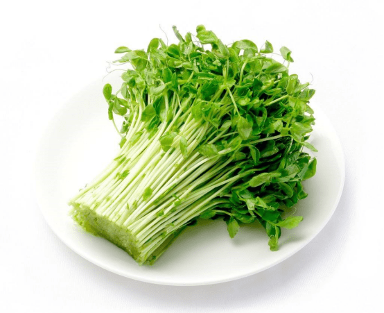 豌豆苗高清大图！豌豆苗高清图片欣赏！