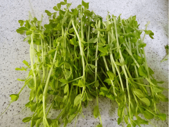 豌豆苗高清大图！豌豆苗高清图片欣赏！