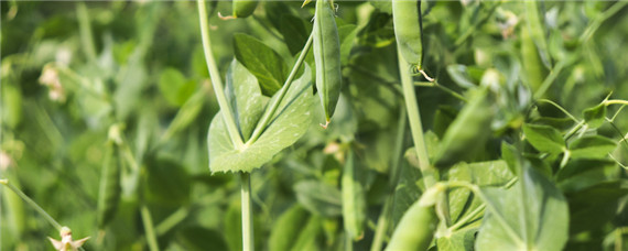 豌豆尖种植技术