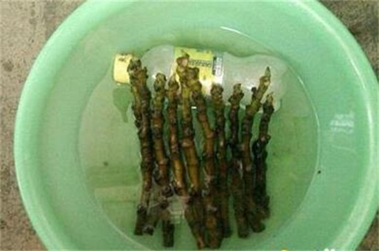 无花果水扦插方法教程