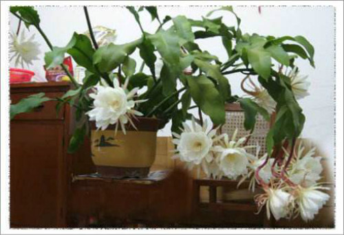 昙花怎么养怎么修剪开花多 昙花的养殖方法和注意事项介绍
