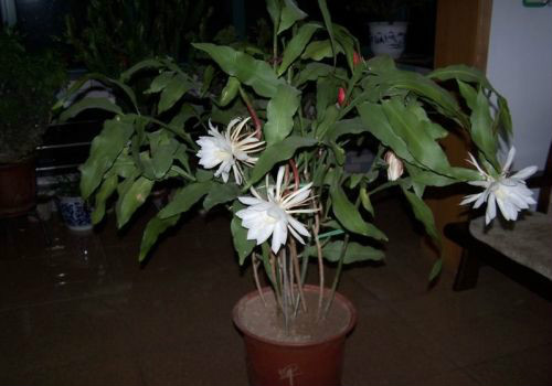 昙花怎么养怎么修剪开花多 昙花的养殖方法和注意事项介绍