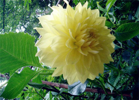 昙花一现，只为韦陀 昙花花语的传说故事