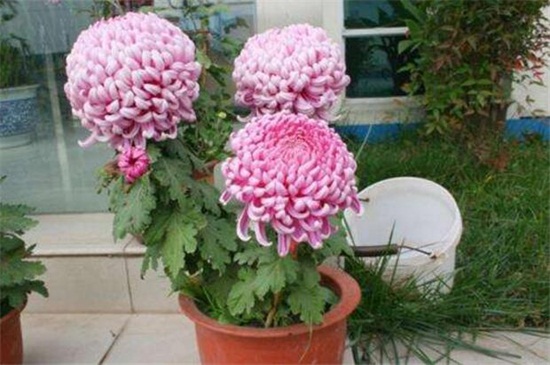 菊花怎么扦插？菊花扦插生根最快的方法