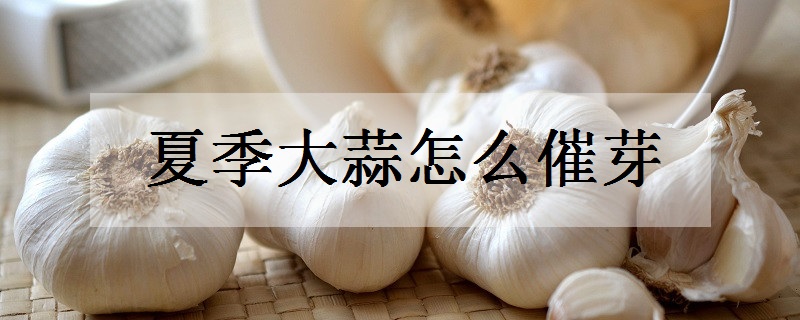 夏季大蒜怎么催芽 催芽方法有哪些