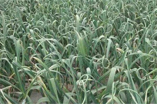 大蒜种植最佳时间和方法及注意事项 大蒜什么季节播种