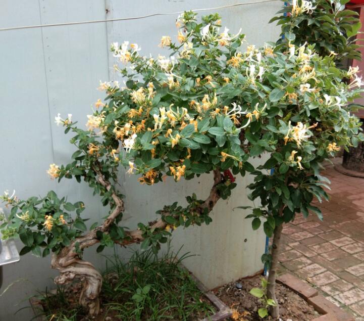 金银花怎么繁殖？金银花的常见繁殖方法