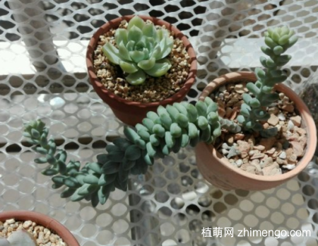 玉缀多肉耐寒吗？玉缀多肉养殖方法