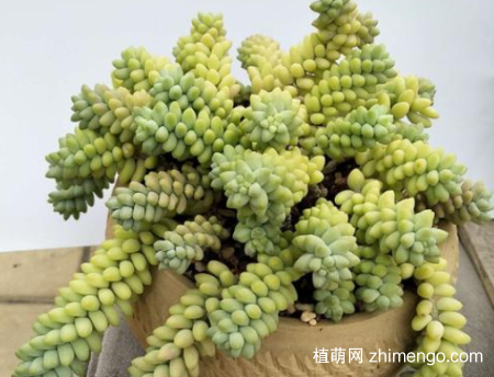 玉缀多肉耐寒吗？玉缀多肉养殖方法