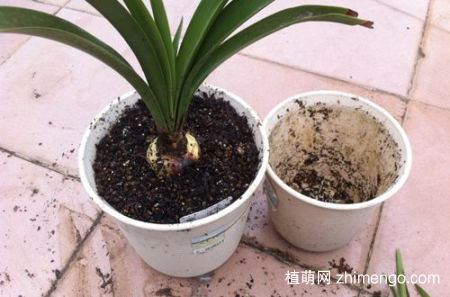 新买的花如何移栽，新买的花怎么换盆及注意事项