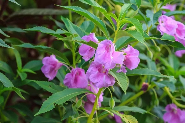 最漂亮的凤仙花图片 凤仙花长什么样