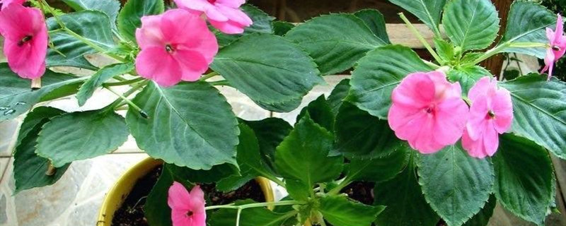 新几内亚凤仙花叶子干怎么回事