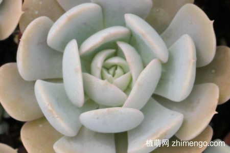 鲁氏石莲花用叶可以繁殖吗？鲁氏石莲花可以用叶繁殖