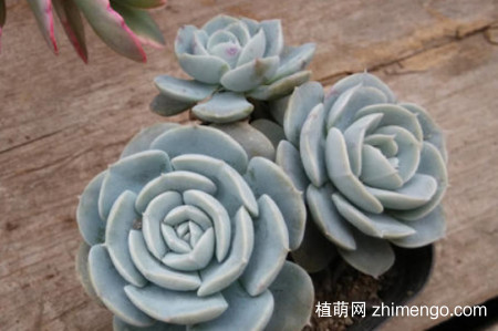 鲁氏石莲花用叶可以繁殖吗？鲁氏石莲花可以用叶繁殖