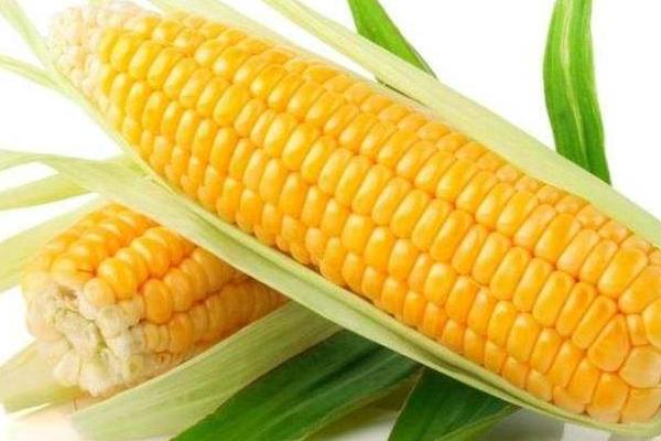 南方玉米种植技术，需科学播种，合理种植