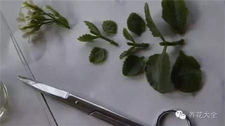 长寿花繁殖方法和注意事项