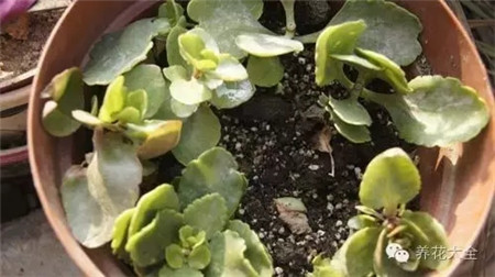 长寿花繁殖方法和注意事项