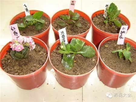 长寿花繁殖方法和注意事项