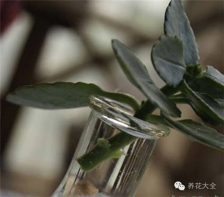 长寿花繁殖方法和注意事项