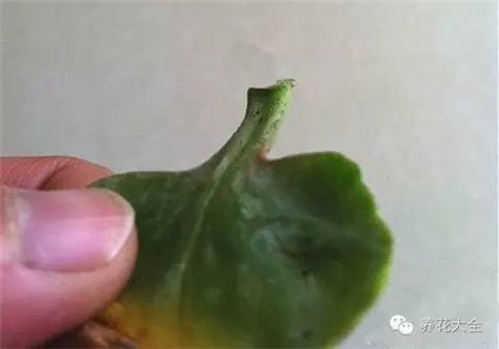 长寿花繁殖方法和注意事项