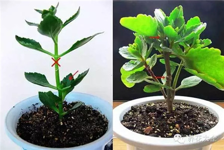 长寿花繁殖方法和注意事项