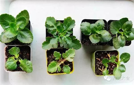 长寿花繁殖方法和注意事项