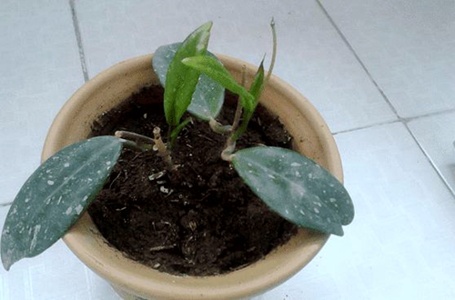 球兰花怎么繁殖 球兰花的繁殖方法和注意事项(图)