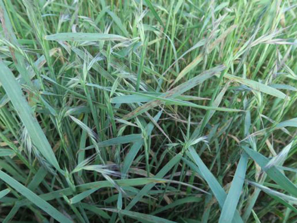 披碱草适合种植在哪些地区