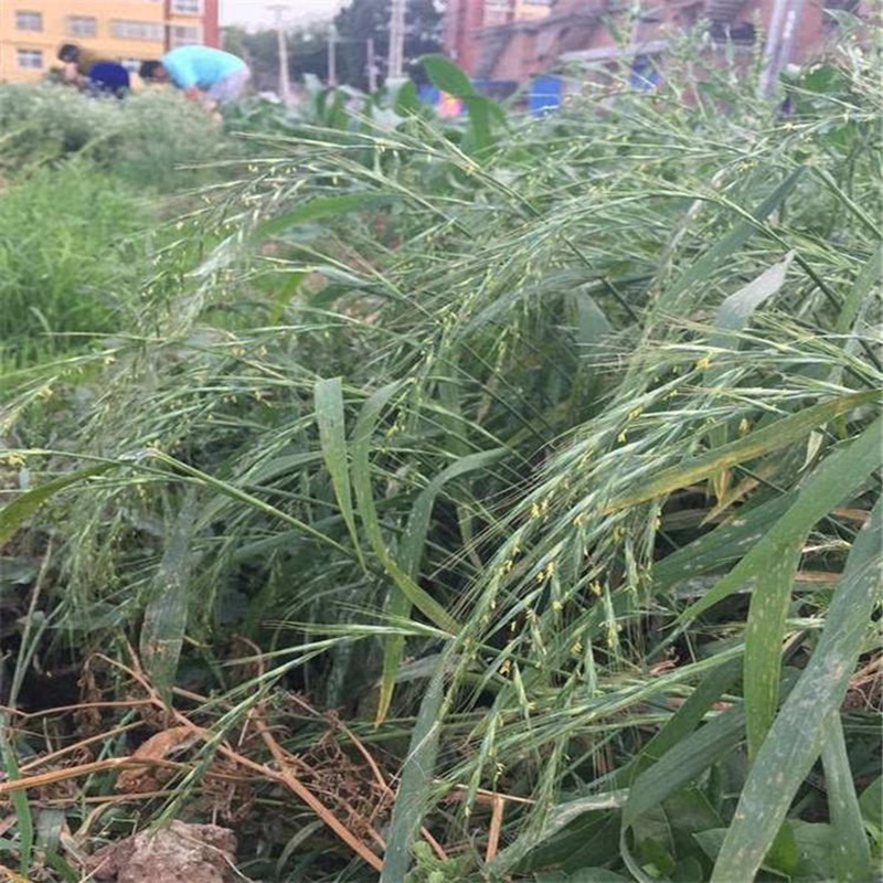 披碱草种子一斤多少钱,去哪里购买划算