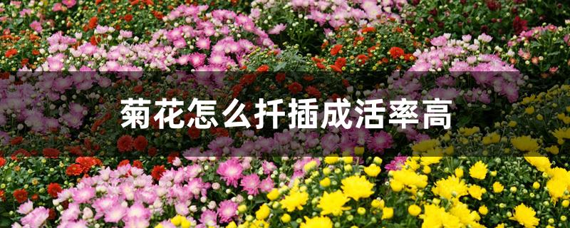 菊花怎么扦插成活率高