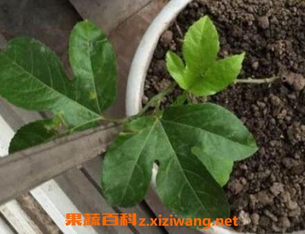 百香果籽的播种方法和种植技巧