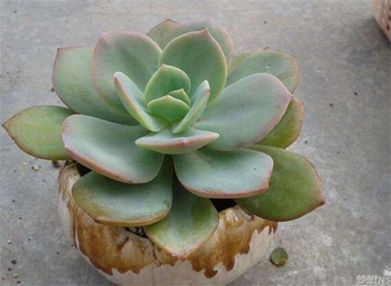 多肉植物白凤怎么养？白凤的种植方法