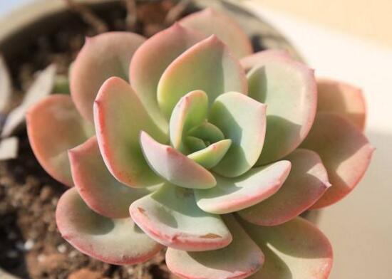 多肉植物白凤怎么养？白凤的种植方法