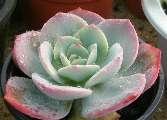 多肉植物白凤怎么养？白凤的种植方法