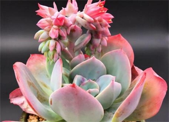 多肉植物白凤怎么养？白凤的种植方法