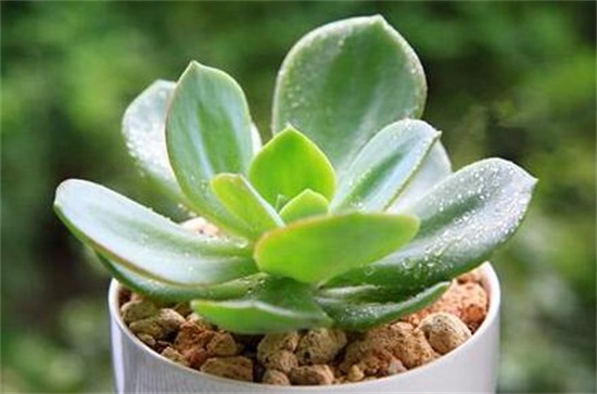 多肉植物白凤怎么养？白凤的种植方法