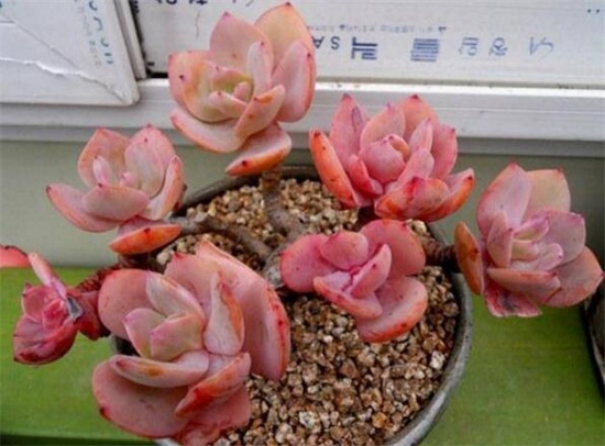 多肉植物白凤怎么养？白凤的种植方法