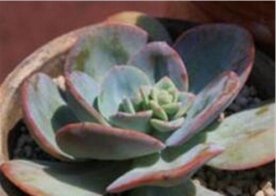 多肉植物白凤怎么养？白凤的种植方法