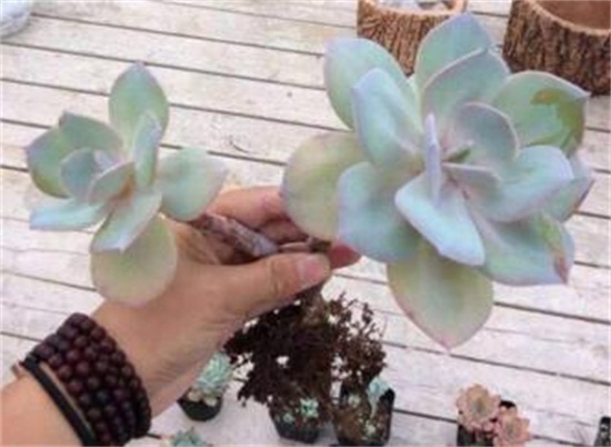多肉植物白凤怎么养？白凤的种植方法