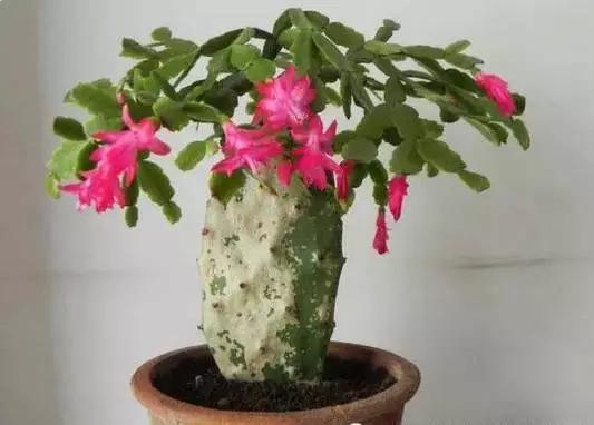仙人球嫁接蟹爪兰花图