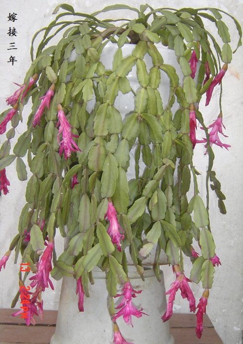 仙人球嫁接蟹爪兰花图