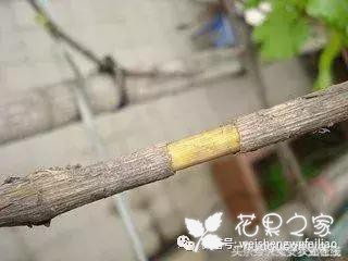 三种压条繁殖法，果树花卉都管用，太实用了！