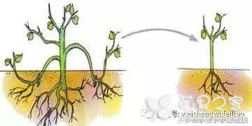 三种压条繁殖法，果树花卉都管用，太实用了！